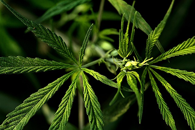 Marihuana, ano či ne